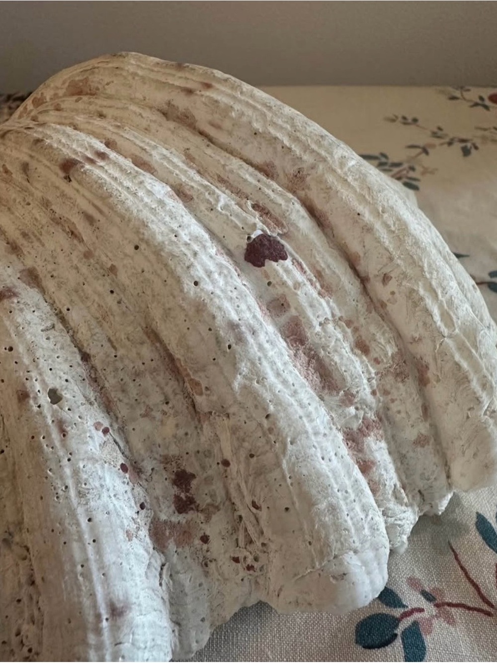 Real Giant Clam Shell - Cream Decorative Home Accent - Picture 2 of 5